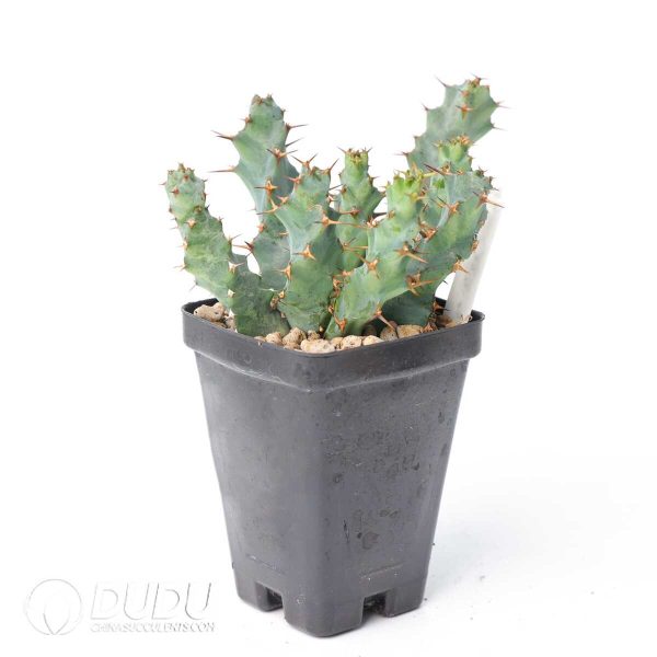 Euphorbia clavigera var. (blue) - Image 2