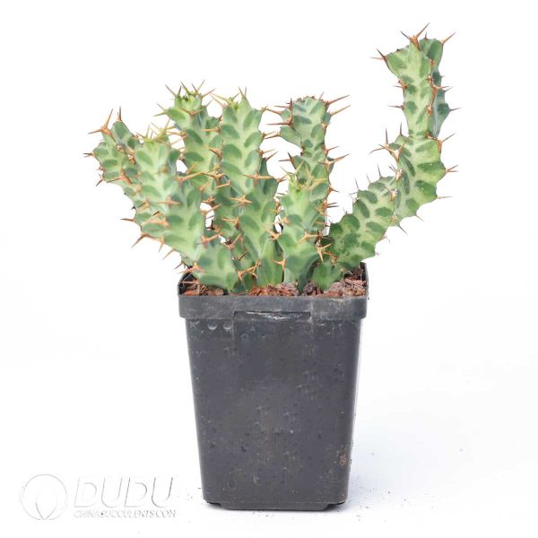 Euphorbia persistens - Image 2
