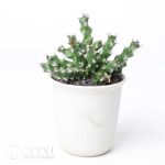 Euphorbia ramulosa - Image 2