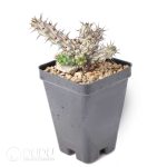 Euphorbia corniculata - Image 2