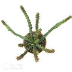 Euphorbia micracantha - Image 2