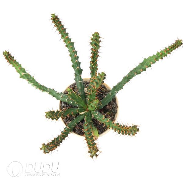 Euphorbia micracantha - Image 2