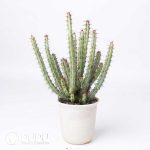 Euphorbia louwii - Image 2