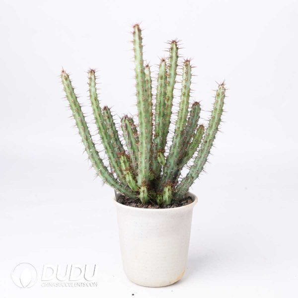 Euphorbia louwii - Image 2