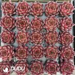 Echeveria Rodman - Image 2