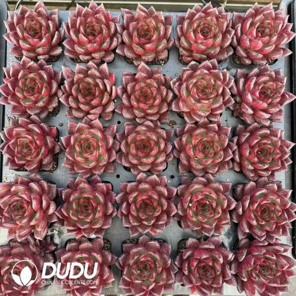 Echeveria Rodman - Image 2