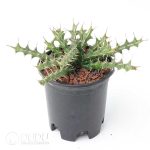 Euphorbia sp. nov. aff. uhligiana - Image 2