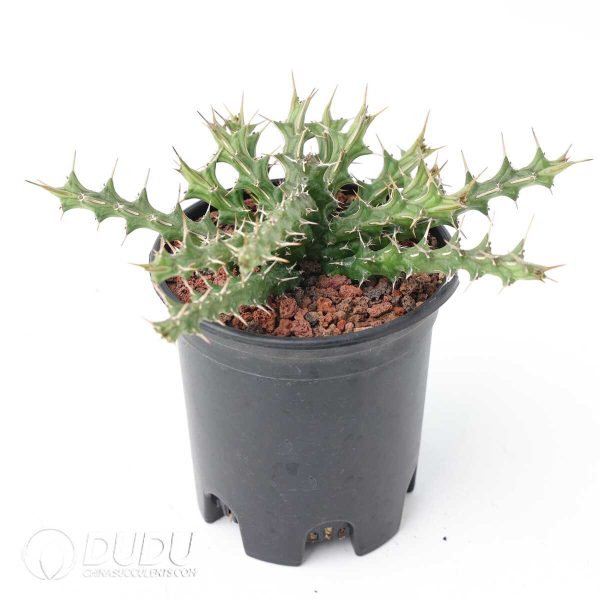 Euphorbia sp. nov. aff. uhligiana - Image 2
