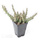 Euphorbia aff.actinoclada - Image 2