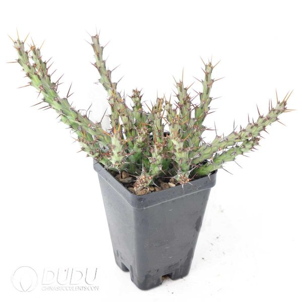 Euphorbia aff.actinoclada - Image 2