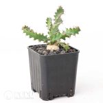 Euphorbia squarrosa - Image 2