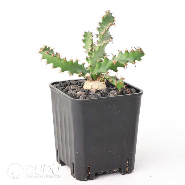 Euphorbia squarrosa - Image 2