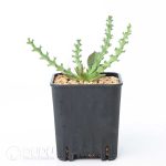 Euphorbia fanshawei - Image 2