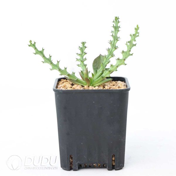 Euphorbia fanshawei - Image 2