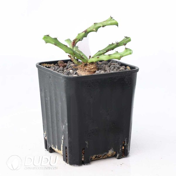 Euphorbia decidua - Image 2