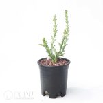 Euphorbia platyrrhiza - Image 2