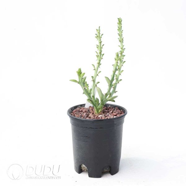 Euphorbia platyrrhiza - Image 2
