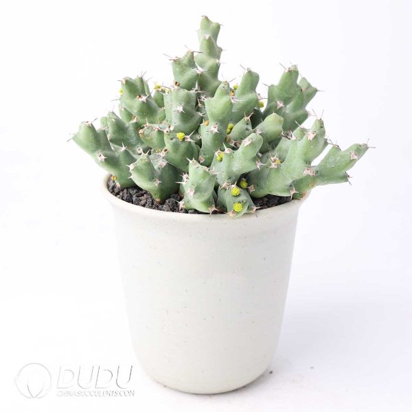 Euphorbia clivicola - Image 2