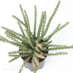 Euphorbia petricola - Image 2