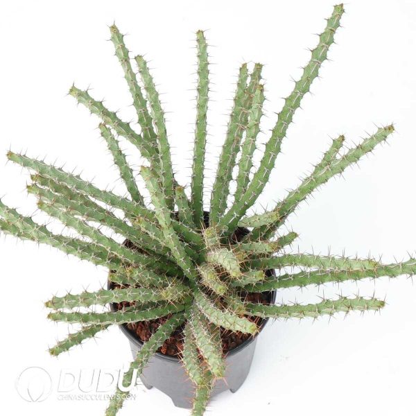 Euphorbia petricola - Image 2