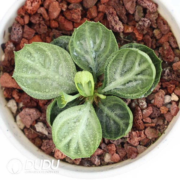 Euphorbia francoisii(Level A) - Image 2