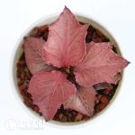 Euphorbia francoisii(Level B) - Image 2