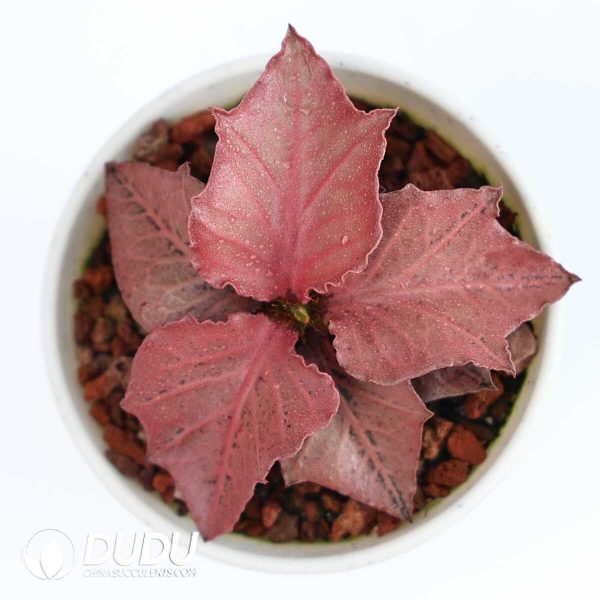 Euphorbia francoisii(Level B) - Image 2