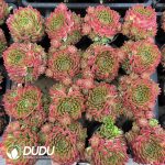 Echeveria Phoenix Dance Clustering - Image 2