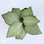 Euphorbia francoisii(Level C) - Image 2