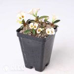 Euphorbia parvimedusae hyb. - Image 2