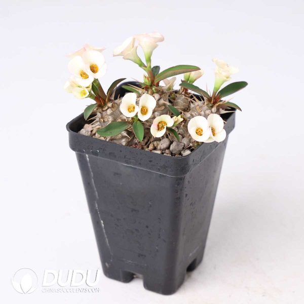 Euphorbia parvimedusae hyb. - Image 2