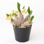 Euphorbia parvimedusae hyb. - Image 2