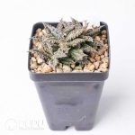 Euphorbia tulearensis - Image 2