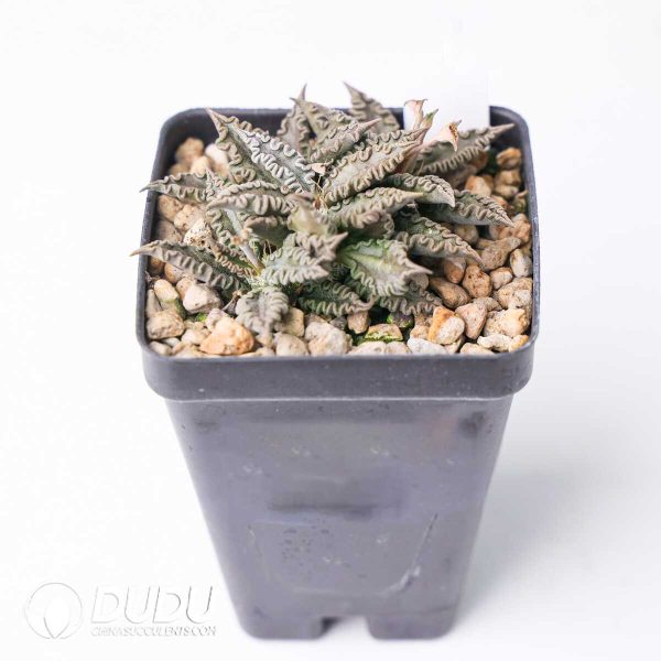 Euphorbia tulearensis - Image 2