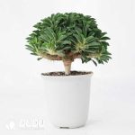 Euphorbia guillauminiana - Image 2