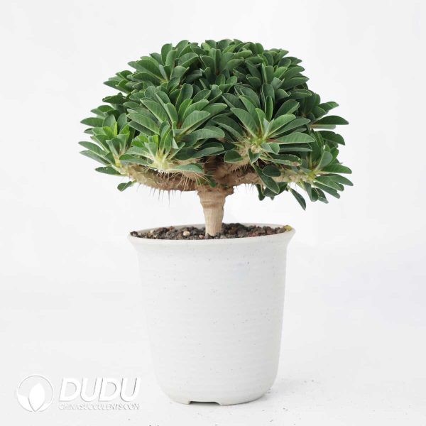 Euphorbia guillauminiana - Image 2