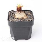 Euphorbia ramena - Image 2