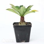 Euphorbia ramena - Image 2