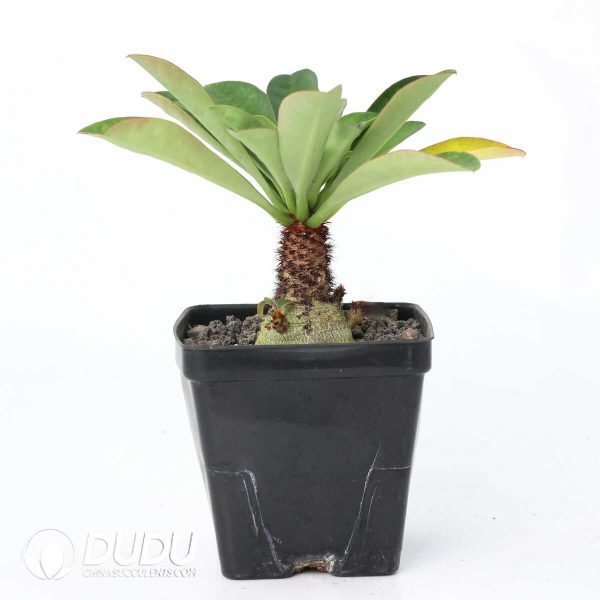 Euphorbia ramena - Image 2