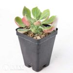 Euphorbia neoreflexa - Image 2