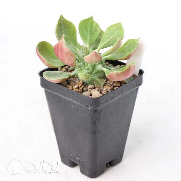 Euphorbia neoreflexa - Image 2