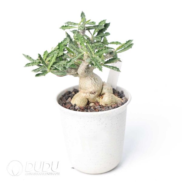 Euphorbia capsaintemariensis - Image 2