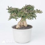 Euphorbia capsaintemariensis - Image 2