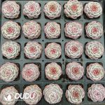 Echeveria Sugar-filled Biscuits - Image 2