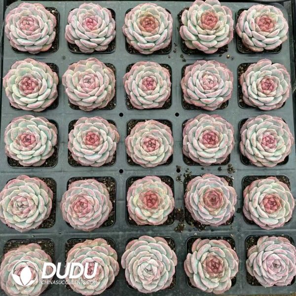 Echeveria Sugar-filled Biscuits - Image 2
