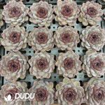 Echeveria Xuan Cheng - Image 2