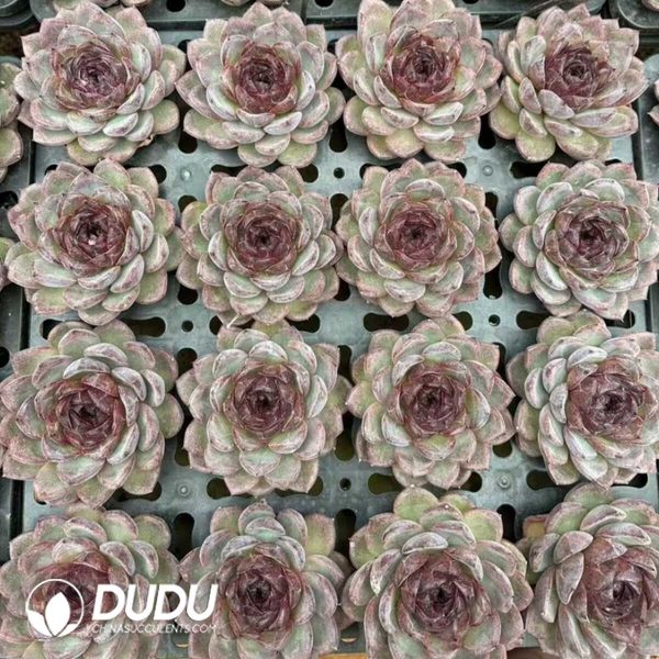 Echeveria Xuan Cheng - Image 2