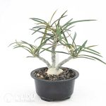 Euphorbia waringiae - Image 2