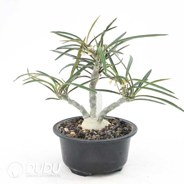 Euphorbia waringiae - Image 2