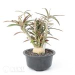 Euphorbia waringiae - Image 2